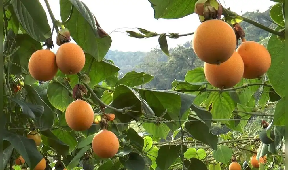 Cajamarca ocupa el cuarto lugar en producción de granadilla a nivel nacional. Foto: difusión. Cajamarca ocupa el cuarto lugar en producción de granadilla a nivel nacional. Foto: difusión.