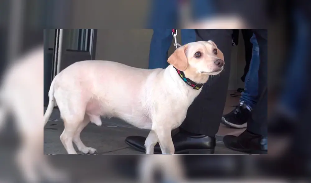 Video es viral en Facebook. Miles han quedado conmovidos con la tierna reacción de este perro que notó que su dueño lo iba a abandonar en un albergue para animales. Foto: Captura.