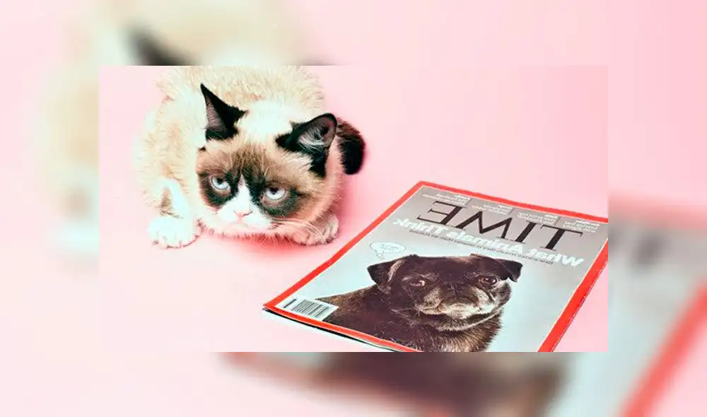 Grumpy Cat: Datos curiosos sobre el gato del meme que se viralizó en internet