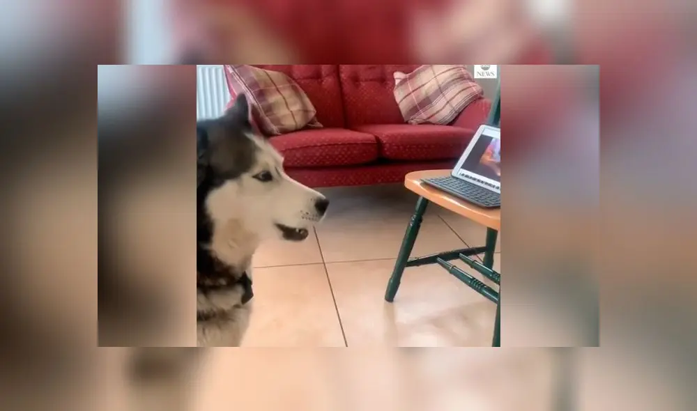 Desliza las imágenes para ver el dramático reencuentro que tuvieron estos dos perros por videollamada. Foto: ABC Noticias Desliza las imágenes para ver el dramático reencuentro que tuvieron estos dos perros por videollamada. Foto: ABC Noticias