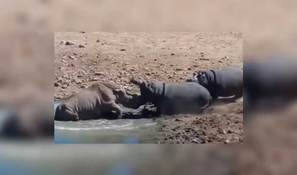 En YouTube, feroz ataque de hipopótamo mató a rinoceronte cuando buscaba agua