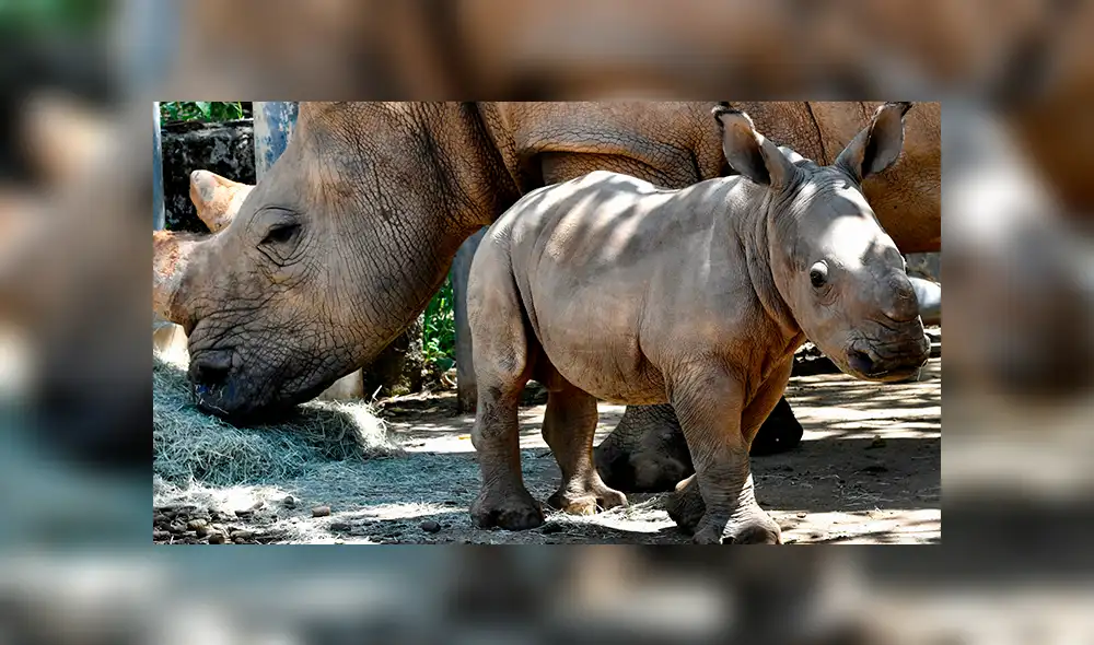 Conoce a Edward, el rinoceronte que puede salvar a una subespecie de la extinción [FOTOS Y VIDEOS]