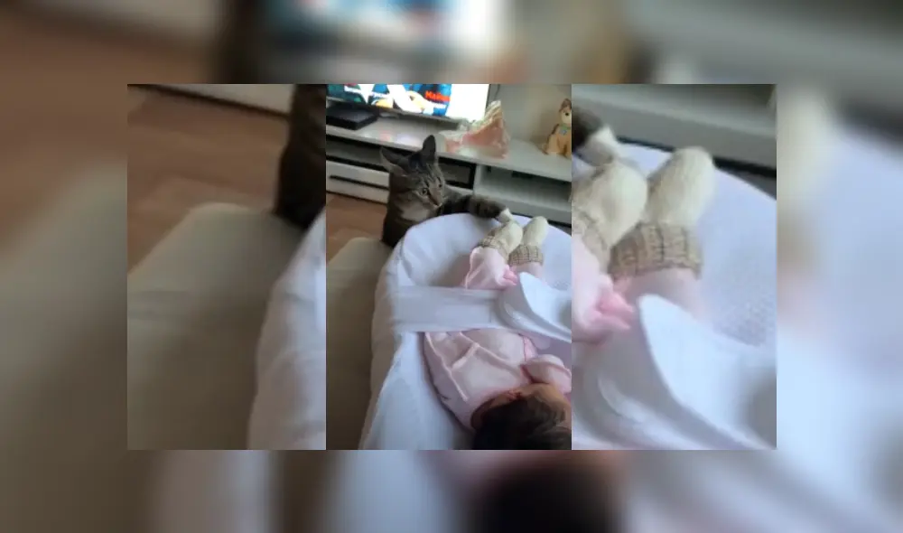 Video es viral en TikTok. Dueña del gato se percató del peculiar comportamiento del felino y no dudó en grabar la escena para compartirla en redes. Video es viral en TikTok. Dueña del gato se percató del peculiar comportamiento del felino y no dudó en grabar la escena para compartirla en redes.