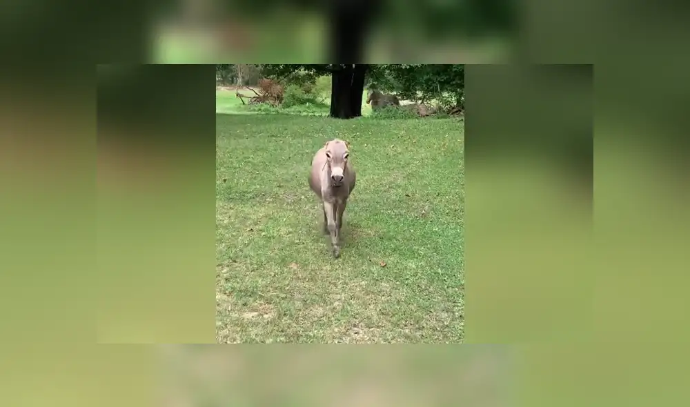 El burro no pudo ocultar su emoción al volver a ver a su dueña tras una semana. Foto: TikTok El burro no pudo ocultar su emoción al volver a ver a su dueña tras una semana. Foto: TikTok