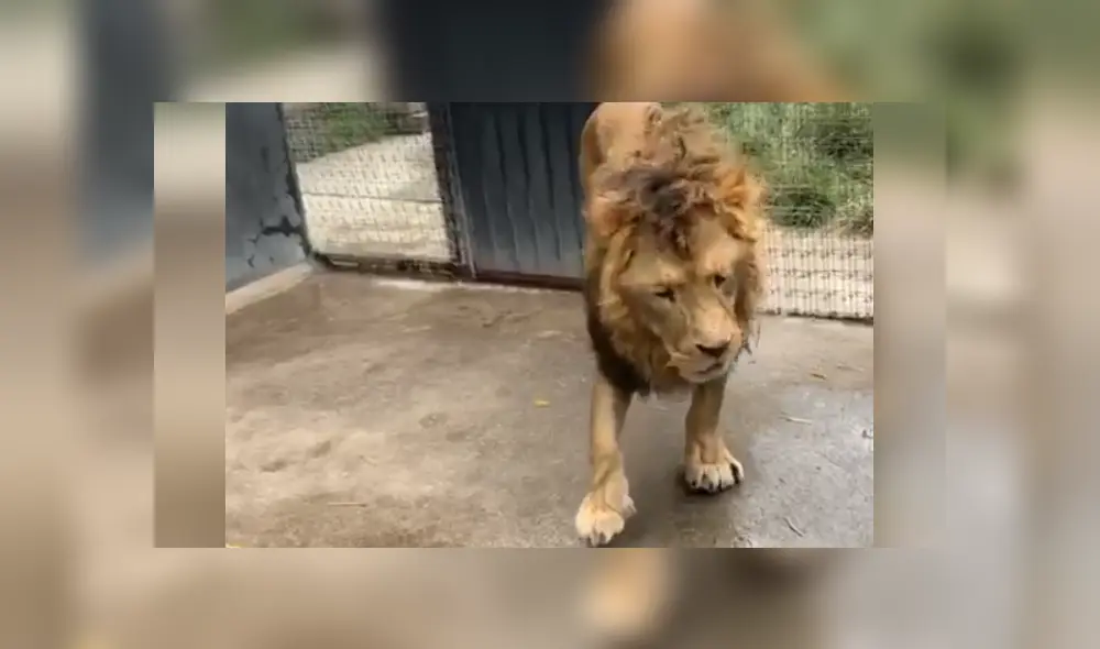 Desliza hacia la izquierda para ver las imágenes del viral de YouTube. Foto: Captura. Desliza hacia la izquierda para ver las imágenes del viral de YouTube. Foto: Captura.