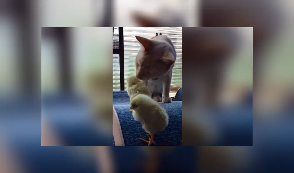 Desliza las imágenes hacia la izquierda para apreciar la inesperada escena entre un gato junto a unos pequeños pollos. Desliza las imágenes hacia la izquierda para apreciar la inesperada escena entre un gato junto a unos pequeños pollos.
