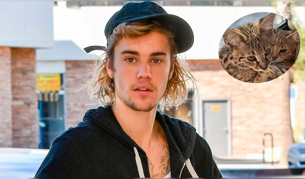 Justin Bieber responde a críticas por comprar gatos de 35 mil dólares Justin Bieber responde a críticas por comprar gatos de 35 mil dólares