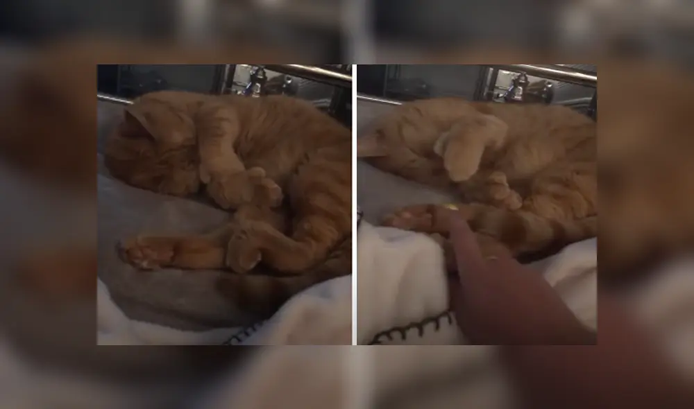 Desliza hacia la izquierda para ver las imágenes del viral de YouTube. Foto: Captura. Desliza hacia la izquierda para ver las imágenes del viral de YouTube. Foto: Captura.