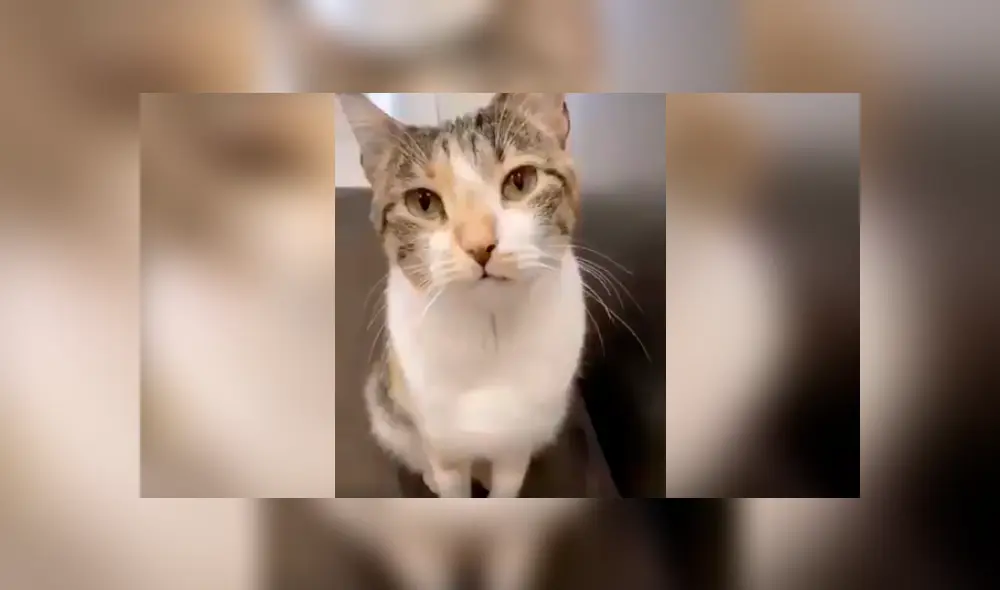 Desliza las imágenes para apreciar el tierno comportamiento de un gato para convencer a su dueña de salir a la calle. Desliza las imágenes para apreciar el tierno comportamiento de un gato para convencer a su dueña de salir a la calle.