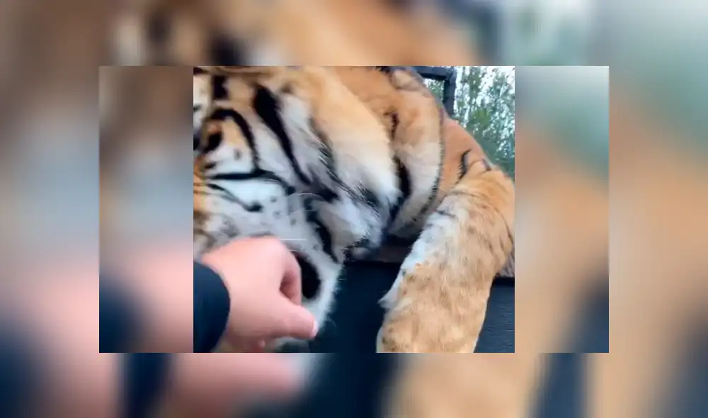 Desliza hacia la izquierda para ver el encuentro del cuidador de felinos con el tigre, escena que es viral en Facebook. Desliza hacia la izquierda para ver el encuentro del cuidador de felinos con el tigre, escena que es viral en Facebook.