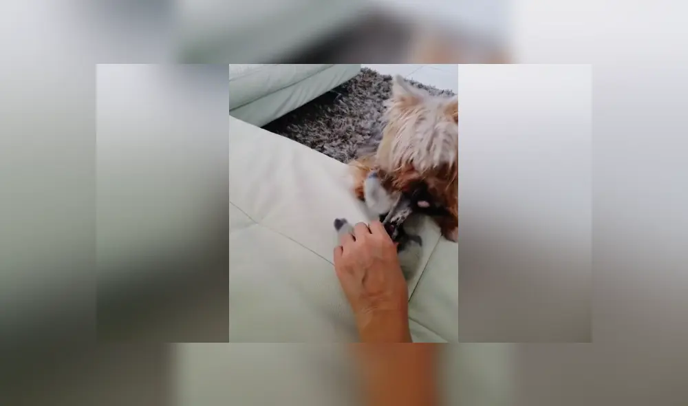 Desliza hacia la izquierda para ver las imágenes del viral de Facebook. Foto: Captura. Desliza hacia la izquierda para ver las imágenes del viral de Facebook. Foto: Captura.