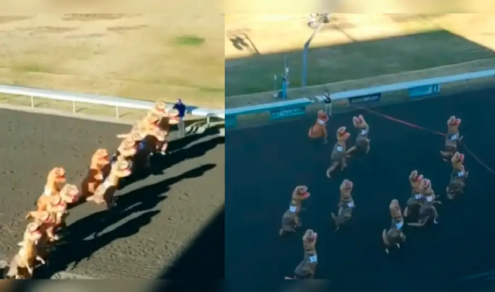 Facebook: Divertida carrera de dinosaurios T-Rex [VIDEO]