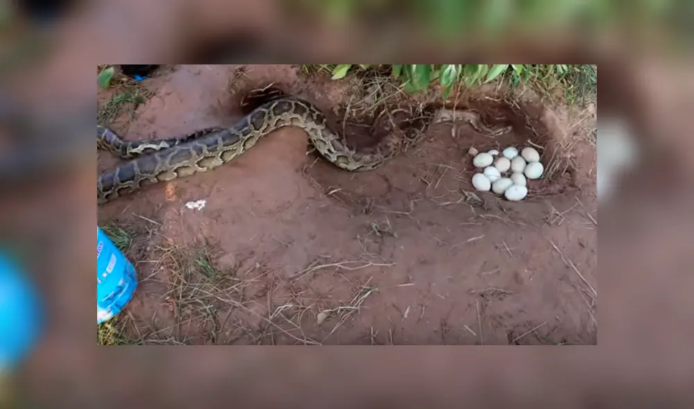 Desliza hacia la izquierda para ver el inesperado hallazgo que se volvió viral en YouTube.