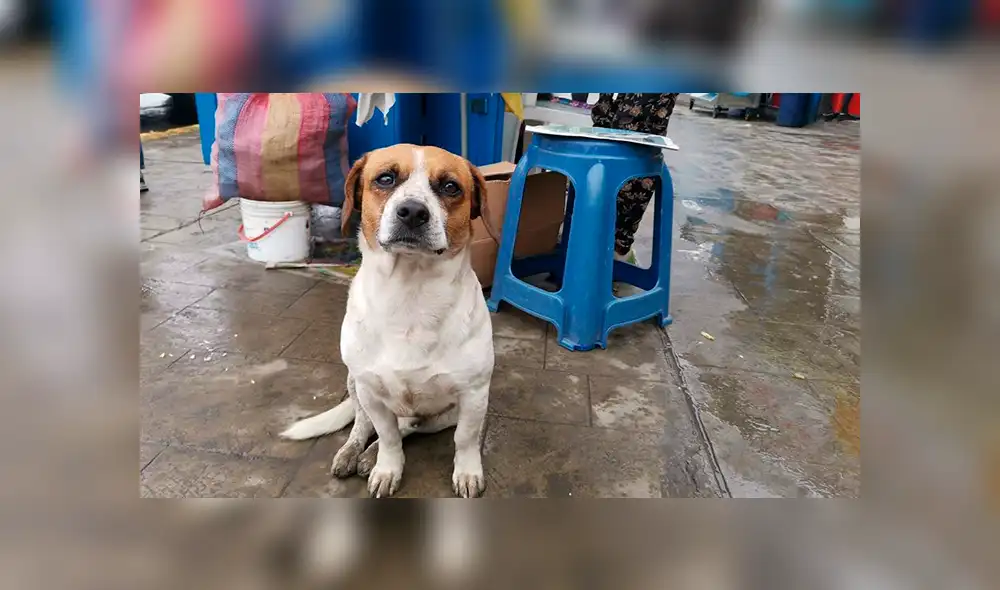 Los perros que soportaron en las calles de Lima la intensa llovizna [FOTOS]