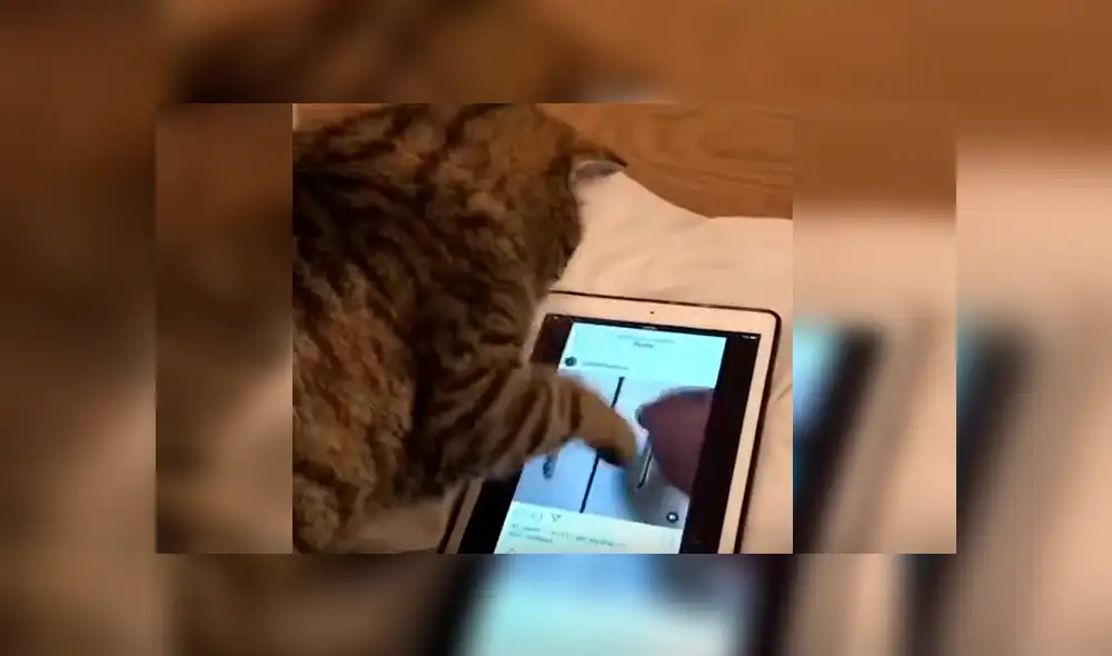 Video es viral en Facebook. Mujer había dejado el aparato en cama y cuando regresó a verlo encontró a su gata en una singular escena que no dudó grabar Video es viral en Facebook. Mujer había dejado el aparato en cama y cuando regresó a verlo encontró a su gata en una singular escena que no dudó grabar