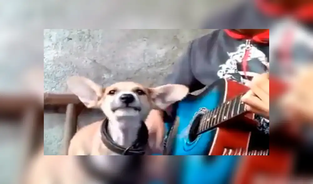 Facebook viral: niño prepara tierna serenata con su perro y conmueven a usuarios [VIDEO]