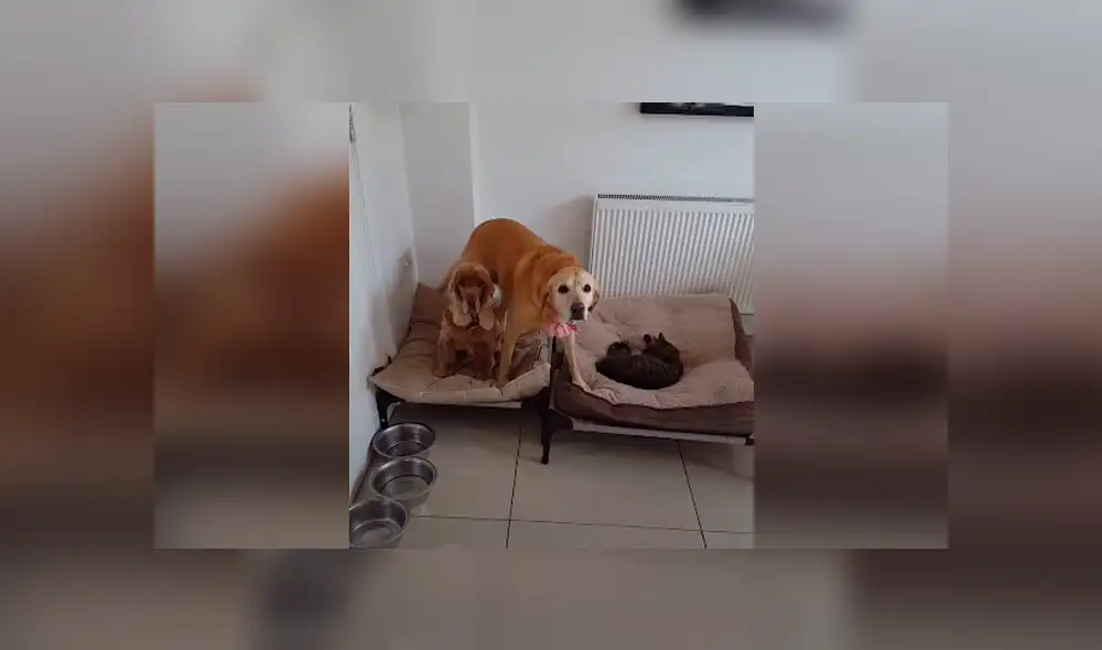 Desliza las imágenes para conocer la actitud de un enorme perro para recuperar su cama que fue robada por un gato. Desliza las imágenes para conocer la actitud de un enorme perro para recuperar su cama que fue robada por un gato.