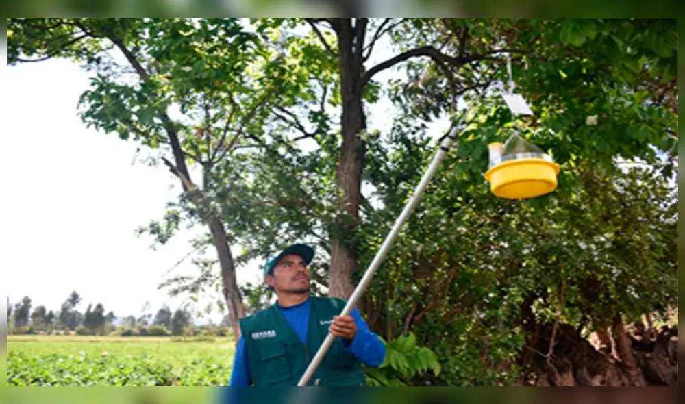 Cusco. Funcionarios de Senasa emprenden diversas acciones para prevenir de mosca de la fruta.