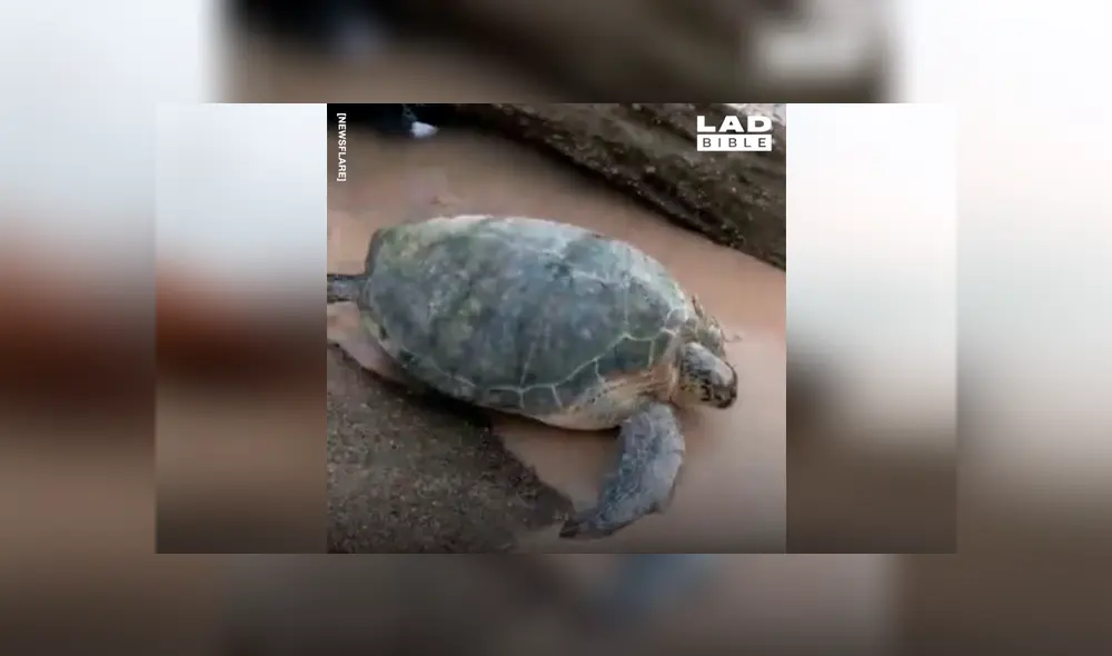 Pareja saca enorme criatura marina atrapada entre dos piedras y sucede algo conmovedor [VIDEO] 