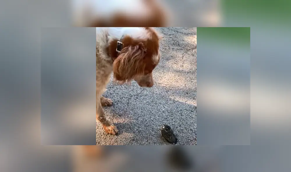 El perro vio por primera vez a un ave y tuvo una insólita reacción. Foto: YouTube El perro vio por primera vez a un ave y tuvo una insólita reacción. Foto: YouTube