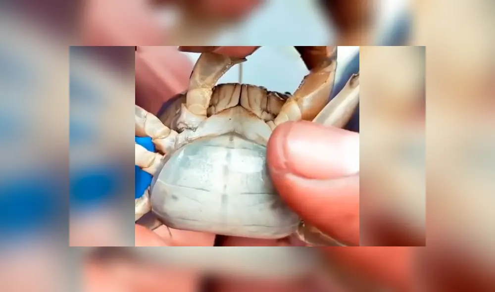 Desliza hacia la izquierda para ver al cangrejo cargando a cientos de sus crías. Escena viral de YouTube. Desliza hacia la izquierda para ver al cangrejo cargando a cientos de sus crías. Escena viral de YouTube.