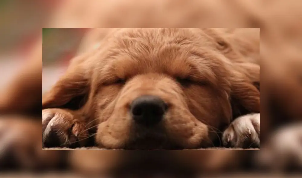 En España también se celebra el Día del Perro Callejero para concientizar sobre esta problemática. (Foto: Unsplash)