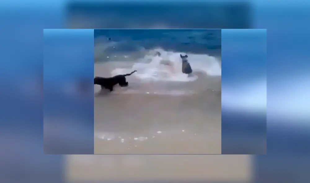 Facebook viral: Feroz tiburón ataca a perro y sus amigos van a su rescate 