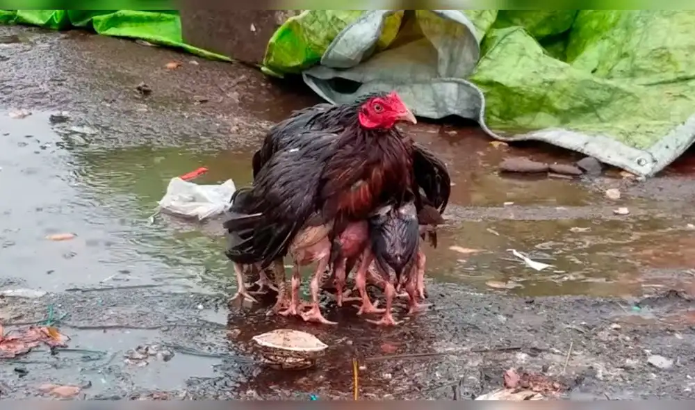 Facebook viral: mamá gallina protege a sus crías de intensa lluvia, video enternece a miles 