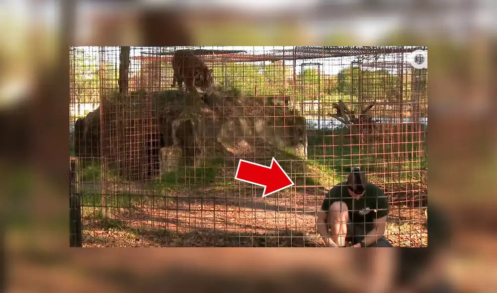 YouTube viral: No te imaginarás lo que sucede cuando este hombre ingresa a la jaula de un feroz tigre [VIDEO] 