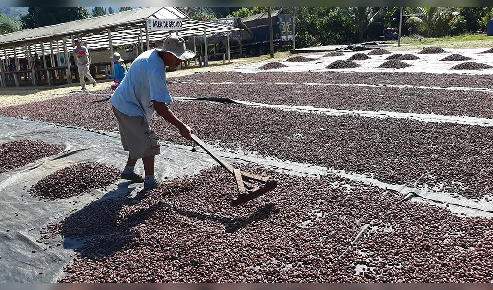 Satipo y su ruta para disfrutar del chocolate en medio de maravillosos paisajes  