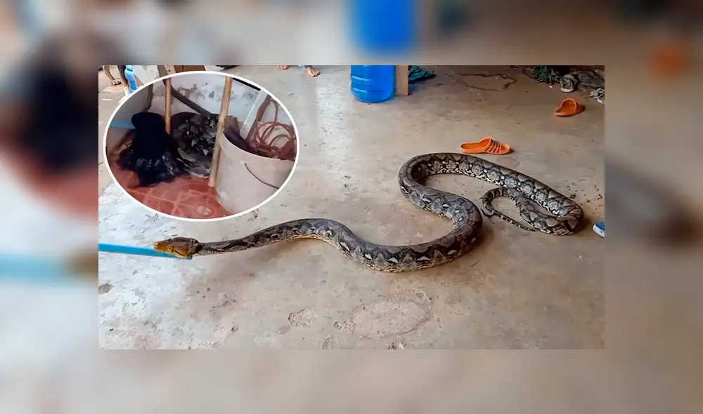 Desliza hacia la izquierda para ver el espeluznante hallazgo en Tailandia. Imágenes virales de YouTube. Desliza hacia la izquierda para ver el espeluznante hallazgo en Tailandia. Imágenes virales de YouTube.