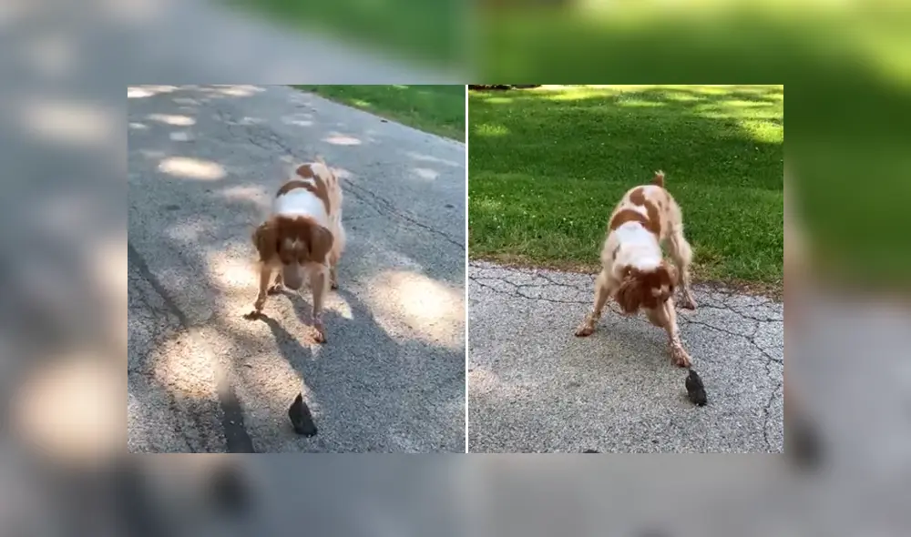El perro vio por primera vez a un ave y tuvo una insólita reacción. Foto: YouTube El perro vio por primera vez a un ave y tuvo una insólita reacción. Foto: YouTube