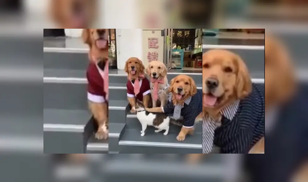 Video es viral en Facebook. Perro se dio cuenta de que el felino los ignoraba y trató de hacer que salga en la foto a como dé lugar.