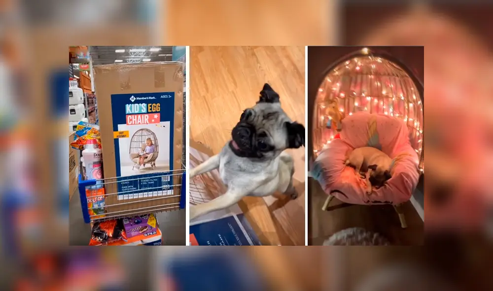 Desliza las imágenes para observar el comportamiento de un perro al creer que su dueña le compró una silla. Foto: Captura. Desliza las imágenes para observar el comportamiento de un perro al creer que su dueña le compró una silla. Foto: Captura.