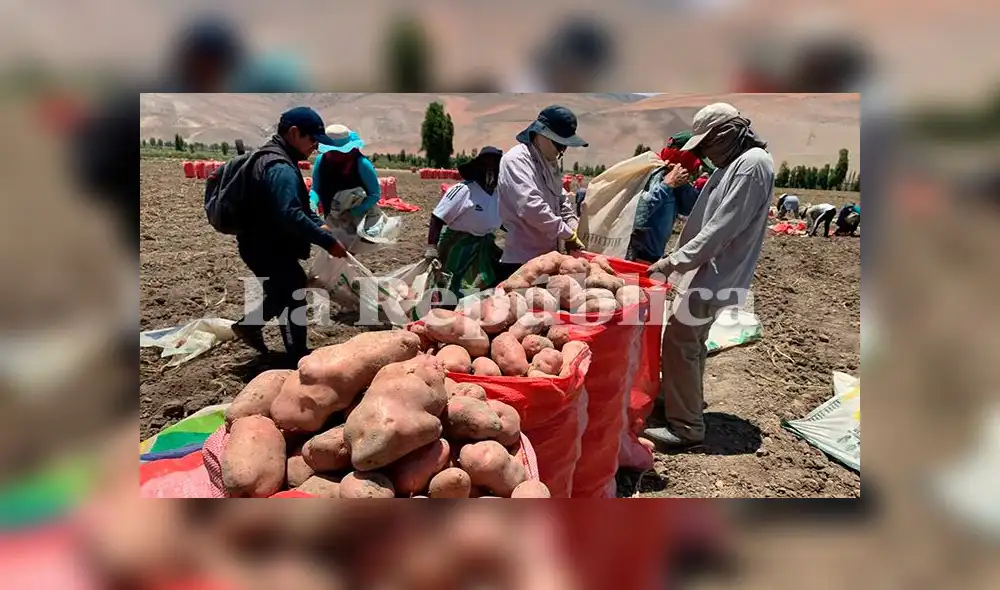 En el valle de Tambo, los productores de papa temen que no puedan enviar todos sus productos. En el valle de Tambo, los productores de papa temen que no puedan enviar todos sus productos.