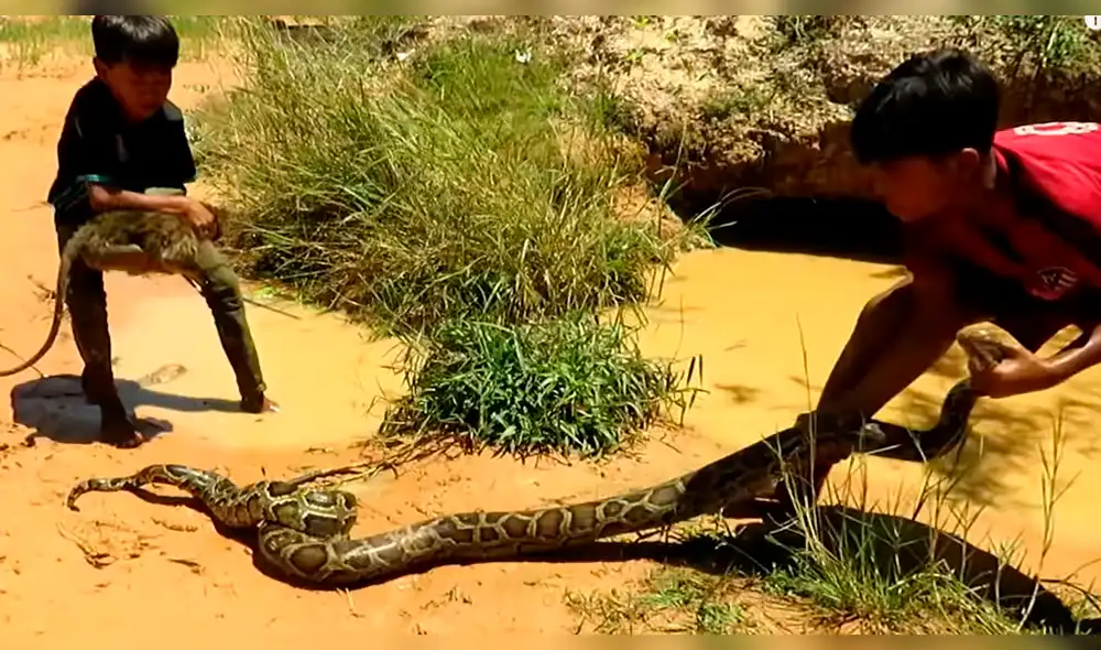 YouTube viral: niños se enfrentan contra temible anaconda para defender a 'monito' [VIDEO] 