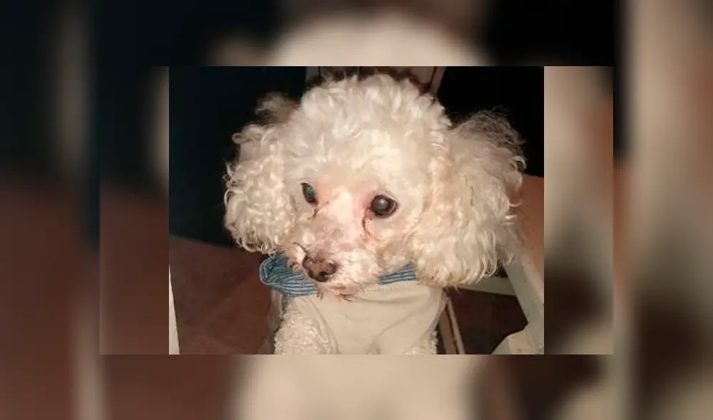 El animal fue dejado en la peluquería para un corte de pelo. Foto: Los Andes