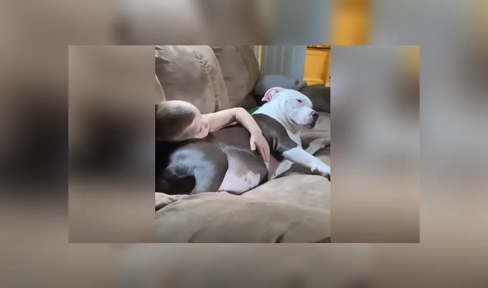Un niño y un perro se hicieron mejores amigos y lo demostraron con un tierno abrazo. Foto: YouTube Un niño y un perro se hicieron mejores amigos y lo demostraron con un tierno abrazo. Foto: YouTube