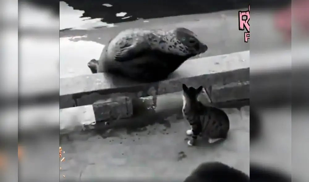Facebook: miles ríen con video de gato que 'mata' una molesta foca [VIDEO]