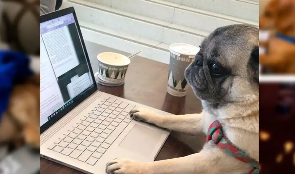 El pedido fue todo un éxito en Internet y demás plataformas digitales. Foto: Twitter El pedido fue todo un éxito en Internet y demás plataformas digitales. Foto: Twitter