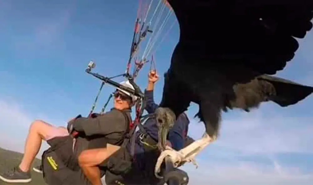 TikTok - parapente - animales TikTok - parapente - animales