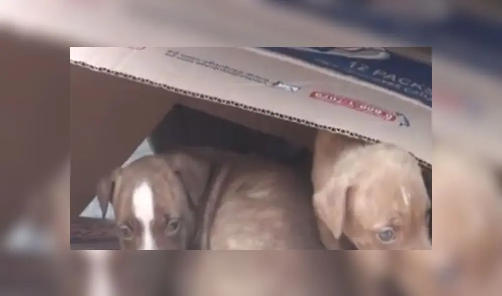 Perritos rescatados en Surco. Créditos: Panamericana.