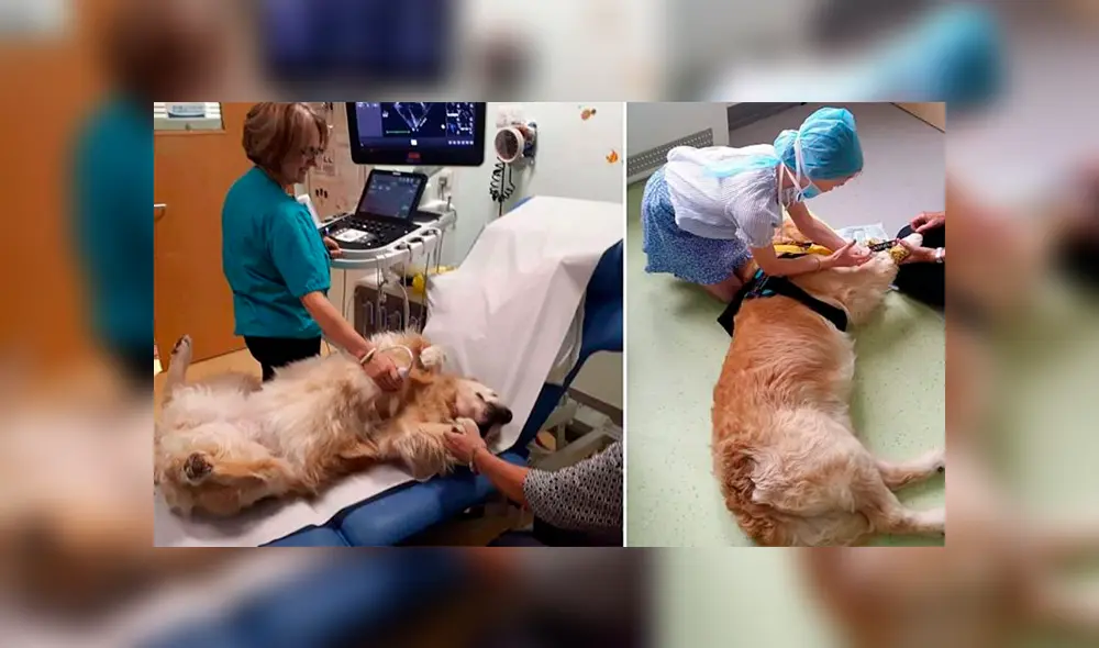Los perros terapias enseñan a los niños que medirse la frecuencia cardíaca no es aterrador. Foto: SCH Therapy Dogs/Facebook