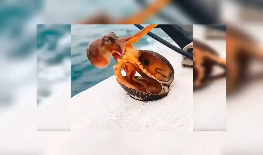 En Facebook, un hombre navegaba por una bahía en Japón cuando de pronto vio que una ‘misteriosa criatura’ salió de la almeja.