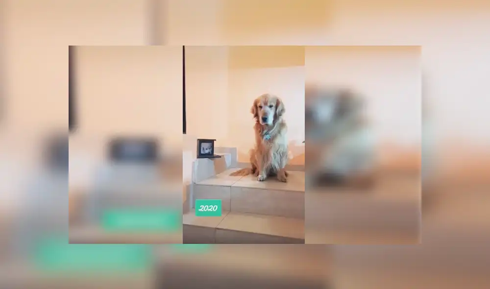 Desliza las imágenes para apreciar el conmovedor homenaje que realizó un joven junto a su mascota.