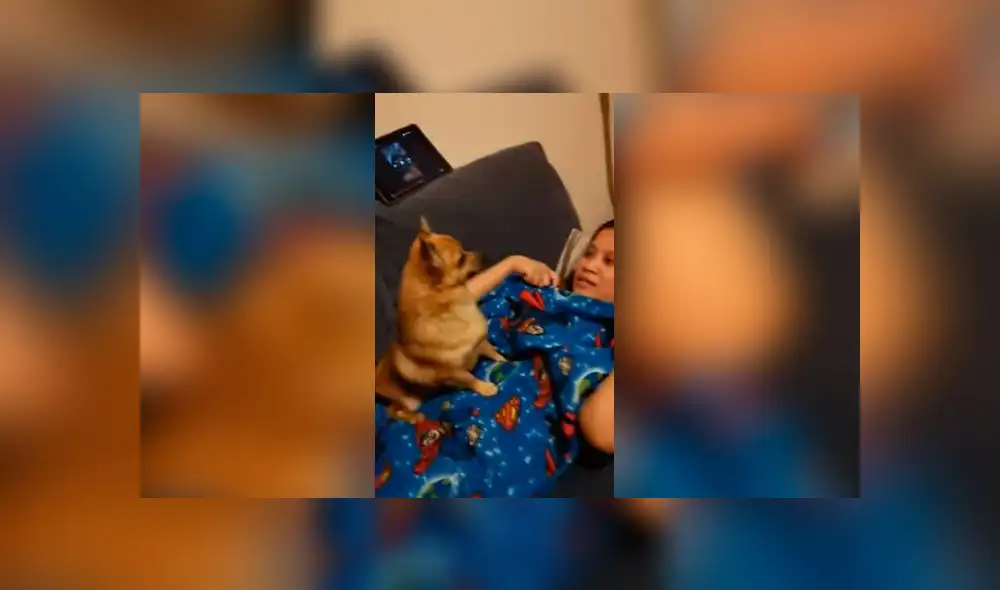 Desliza las imágenes para ver la dramática reacción que tuvo un cachorro al creer que su dueña había desaparecido. Foto: RM Videos