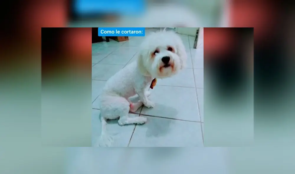 Desliza las imágenes para ver el desastroso resultado de este 'cambio de look' que le hizo a su perro. Foto: Diana Helman/TikTok