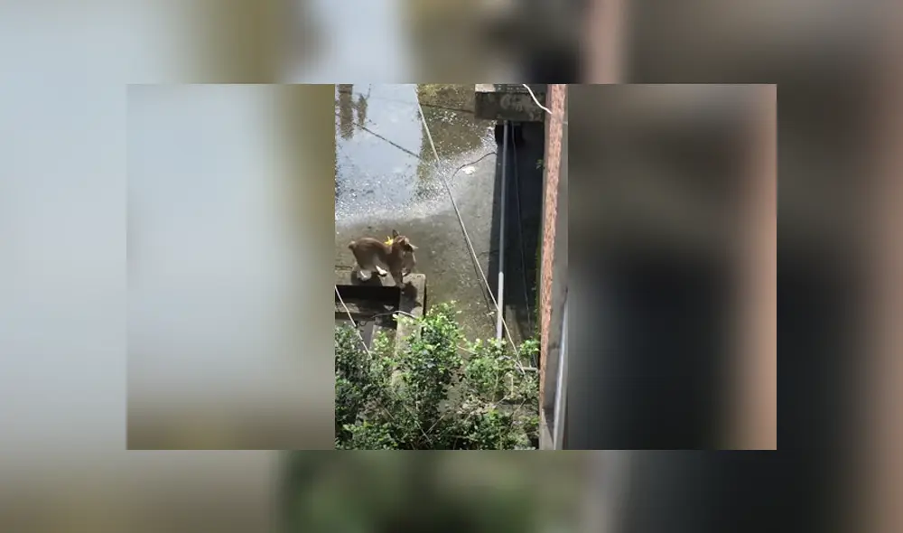 Desliza hacia la izquierda para ver las imágenes del viral de Facebook: Fotocaptura: ViralHog.