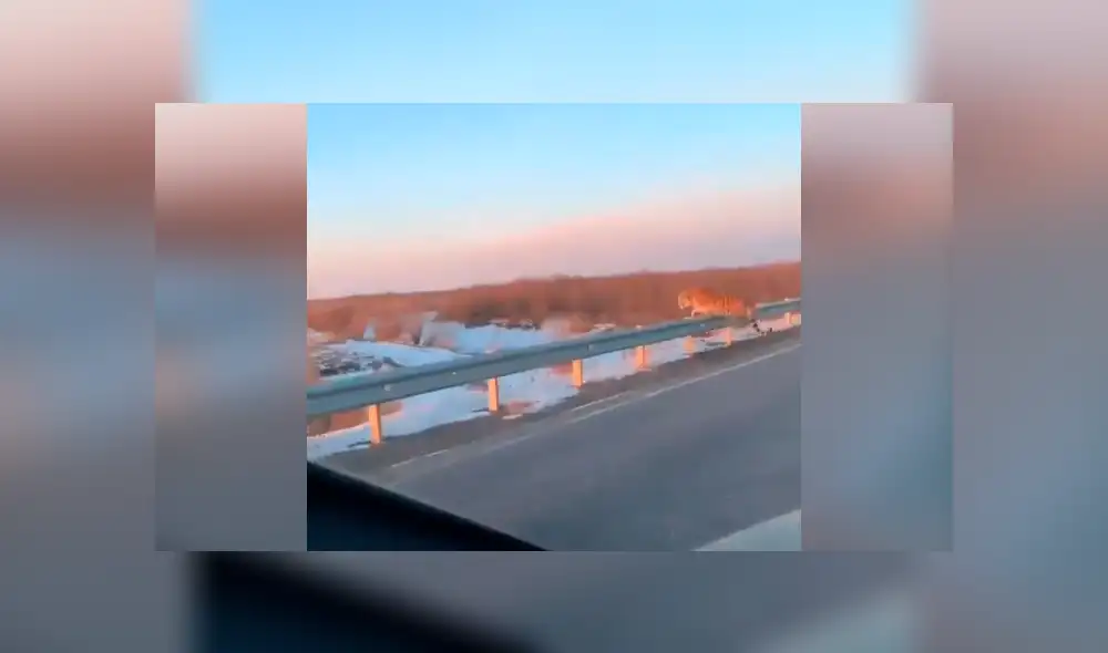 Facebook viral: gigantesco tigre se apodera de carretera y conductor queda aterrado al verlo [VIDEO]