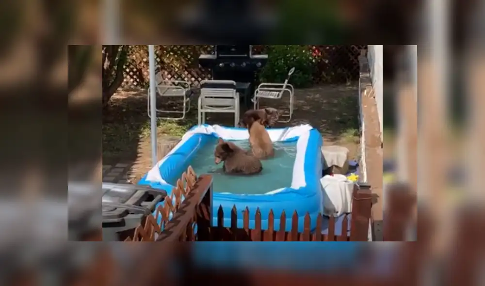 Desliza para ver más imágenes de esta curiosa escena captada en una vivienda de Estados Unidos. (Foto: captura / YouTube)